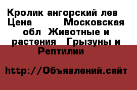 Кролик ангорский лев › Цена ­ 900 - Московская обл. Животные и растения » Грызуны и Рептилии   